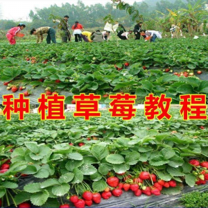 草莓种植技术全套视频教程大全科学培训方法经验大棚栽培教程资料-资料虚拟库