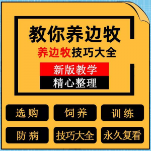 边牧训练方法教程边境牧羊犬驯养技术饲养喂养选购训犬技巧大全套-资料虚拟库