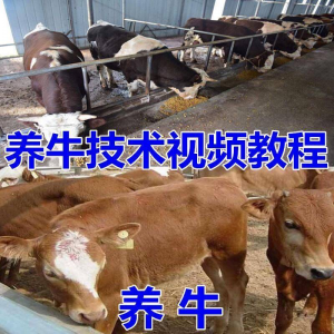 养牛养羊视频教程疾病防治挤奶牛场建设放牧饲养猪技术全套发育-资料虚拟库