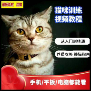 猫咪训练+养猫攻略大全技巧秘诀自学教程课程视频-资料虚拟库