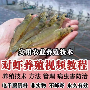 对虾养殖技术视频教学教程水质管理日常养护疾病防治南美白素材-资料虚拟库