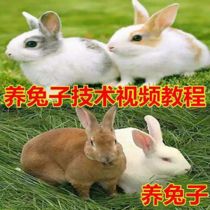 养兔子技术自学全套视频教程大全兔子养殖教程学畜牧养殖视频教程-资料虚拟库