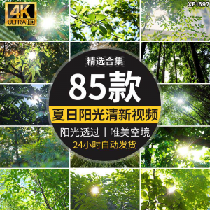 4K夏日阳光透过树叶森林空境升格大自然唯美清新绿叶实拍视频素材-资料虚拟库
